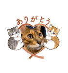 ガルさん（個別スタンプ：7）