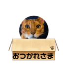 ガルさん（個別スタンプ：31）