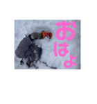 junkies snow（個別スタンプ：6）