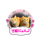 猫のぴょん吉ひろし（個別スタンプ：2）