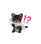 楽しいねこちゃんだニャン（個別スタンプ：8）