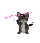 楽しいねこちゃんだニャン（個別スタンプ：9）