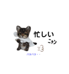 楽しいねこちゃんだニャン（個別スタンプ：10）