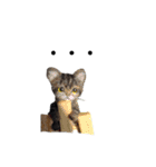 楽しいねこちゃんだニャン（個別スタンプ：11）