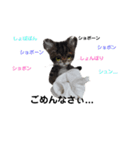 楽しいねこちゃんだニャン（個別スタンプ：12）