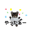 楽しいねこちゃんだニャン（個別スタンプ：13）