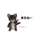 楽しいねこちゃんだニャン（個別スタンプ：14）