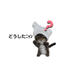 楽しいねこちゃんだニャン（個別スタンプ：15）