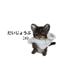 楽しいねこちゃんだニャン（個別スタンプ：17）