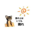 楽しいねこちゃんだニャン（個別スタンプ：19）