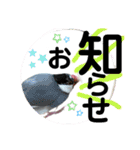 桜文鳥わすけ めでたいわす（個別スタンプ：7）