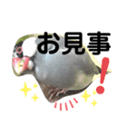 桜文鳥わすけ めでたいわす（個別スタンプ：10）