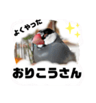 桜文鳥わすけ めでたいわす（個別スタンプ：12）