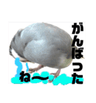 桜文鳥わすけ めでたいわす（個別スタンプ：13）