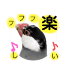 桜文鳥わすけ めでたいわす（個別スタンプ：16）