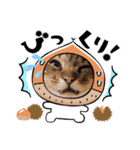 あにまるママの幸せ（個別スタンプ：1）