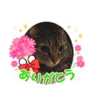 あにまるママの幸せ（個別スタンプ：3）
