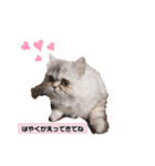 ラガマフィンのマフィンさん（個別スタンプ：1）