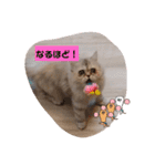 ラガマフィンのマフィンさん（個別スタンプ：8）
