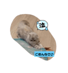 ラガマフィンのマフィンさん（個別スタンプ：11）