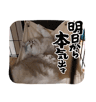 ラガマフィンのマフィンさん（個別スタンプ：22）