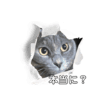 黒猫とシルバー猫の戯れ（個別スタンプ：3）