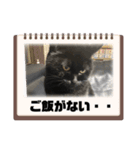 黒猫とシルバー猫の戯れ（個別スタンプ：5）