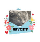 黒猫とシルバー猫の戯れ（個別スタンプ：6）