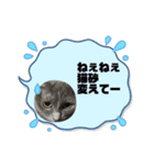 黒猫とシルバー猫の戯れ（個別スタンプ：8）