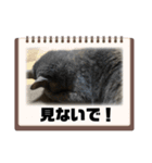 黒猫とシルバー猫の戯れ（個別スタンプ：10）