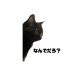 黒猫とシルバー猫の戯れ（個別スタンプ：12）