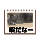 黒猫とシルバー猫の戯れ（個別スタンプ：13）