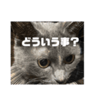 黒猫とシルバー猫の戯れ（個別スタンプ：14）
