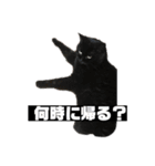 黒猫とシルバー猫の戯れ（個別スタンプ：16）