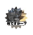 黒猫とシルバー猫の戯れ（個別スタンプ：18）