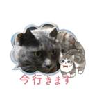 黒猫とシルバー猫の戯れ（個別スタンプ：19）