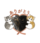 黒猫とシルバー猫の戯れ（個別スタンプ：20）