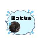 黒猫とシルバー猫の戯れ（個別スタンプ：21）