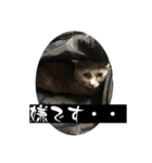 黒猫とシルバー猫の戯れ（個別スタンプ：22）