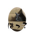 黒猫とシルバー猫の戯れ（個別スタンプ：23）
