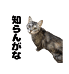 キュートすぎる猫の実写（個別スタンプ：12）