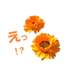 ♪♪普段使いのお花と挨拶♪♪（個別スタンプ：8）