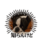 だだのぷりぷりらいふ2（個別スタンプ：5）