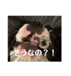 だだのぷりぷりらいふ2（個別スタンプ：7）