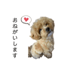犬のロキくん#3（個別スタンプ：1）
