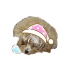 犬のロキくん#3（個別スタンプ：2）