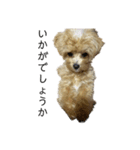 犬のロキくん#3（個別スタンプ：6）