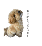 犬のロキくん#3（個別スタンプ：8）