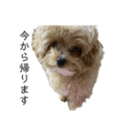犬のロキくん#3（個別スタンプ：9）