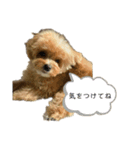 犬のロキくん#3（個別スタンプ：10）